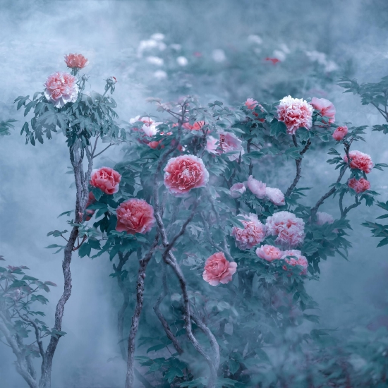 （菏澤市曹州牡丹園。圖片來源：郝傳云《百年芳華》）